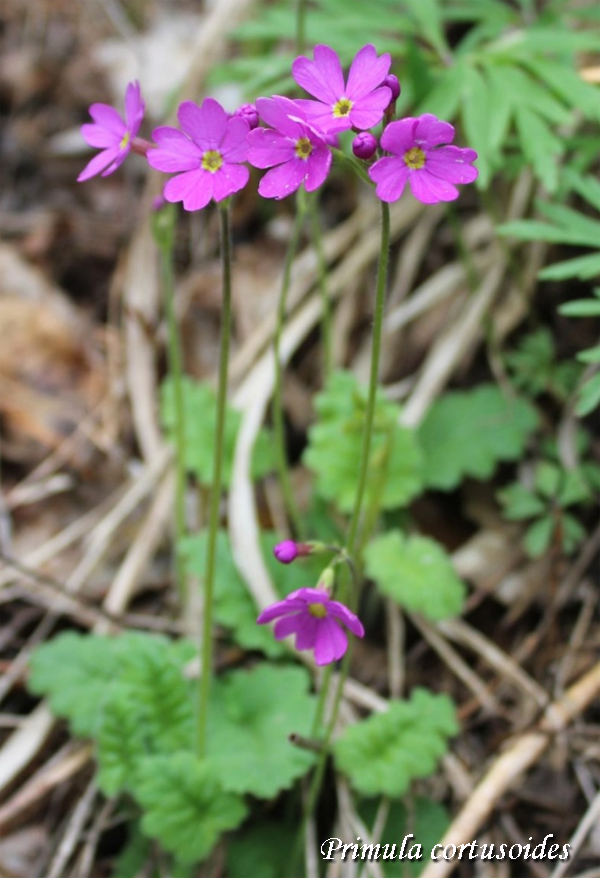 Cortusa primrose, Alpviva, Siperianesikko, Kortuuspriimula, Первоцвет кортузовидный